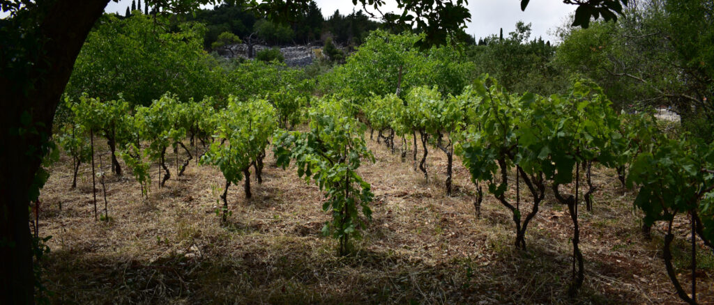 small-vineyard